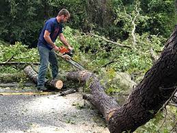 Best Utility Line Clearance  in Oxford, AL