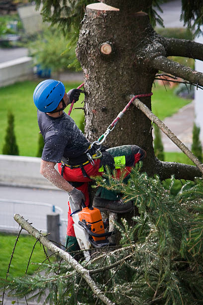 Best Tree Trimming and Pruning  in Oxford, AL